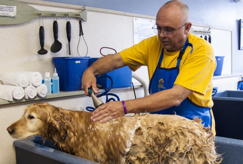 toiletteur-LA SEYNE SUR MER-min_dog-bath-682169_1280